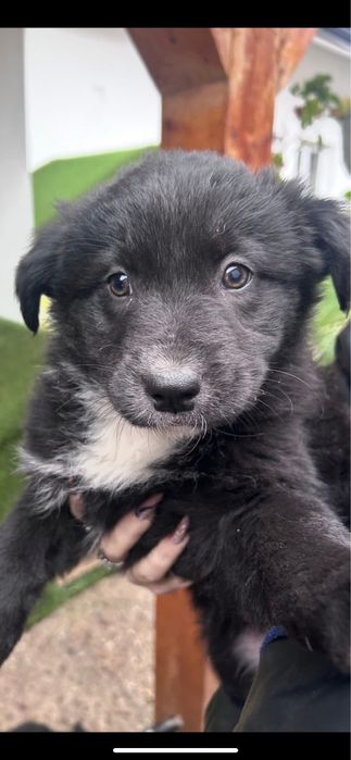 Am gasit 3 catelusi dragalasi si jucausi maxim!