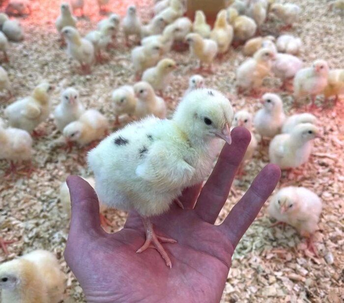 Продаются сенди, хай-лайн цыплята, суточные, 10 дневные