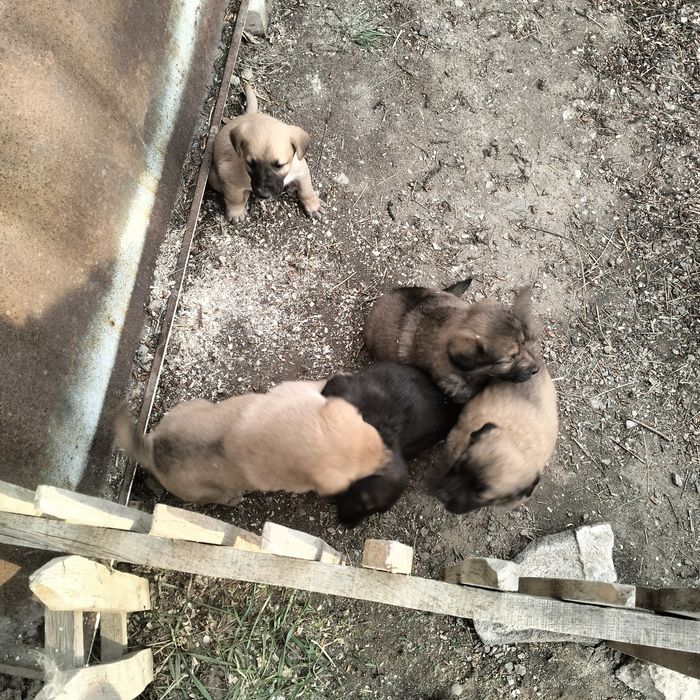 Отдам щенят в добрые руки