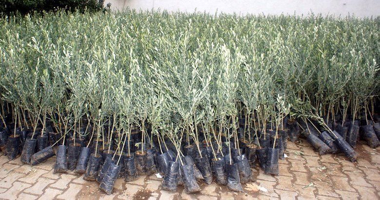 Zaytun koʻchatlari kafolati bilan sotiladi