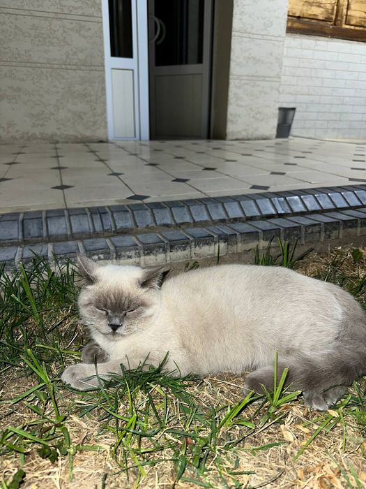 Британская кошка