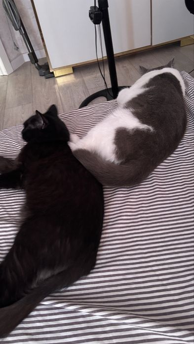 Котенок в добрые руки