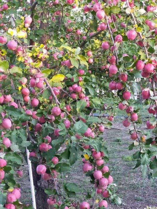 Продам дачу в экологическичистом районе