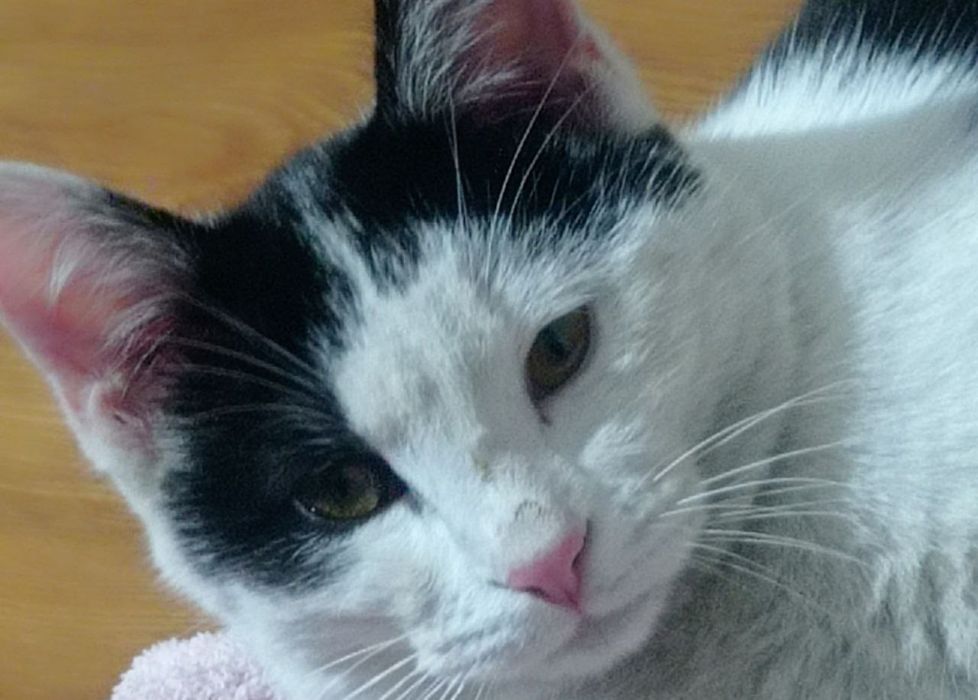 Oʻgʻil bola Mushuk Sotiladi