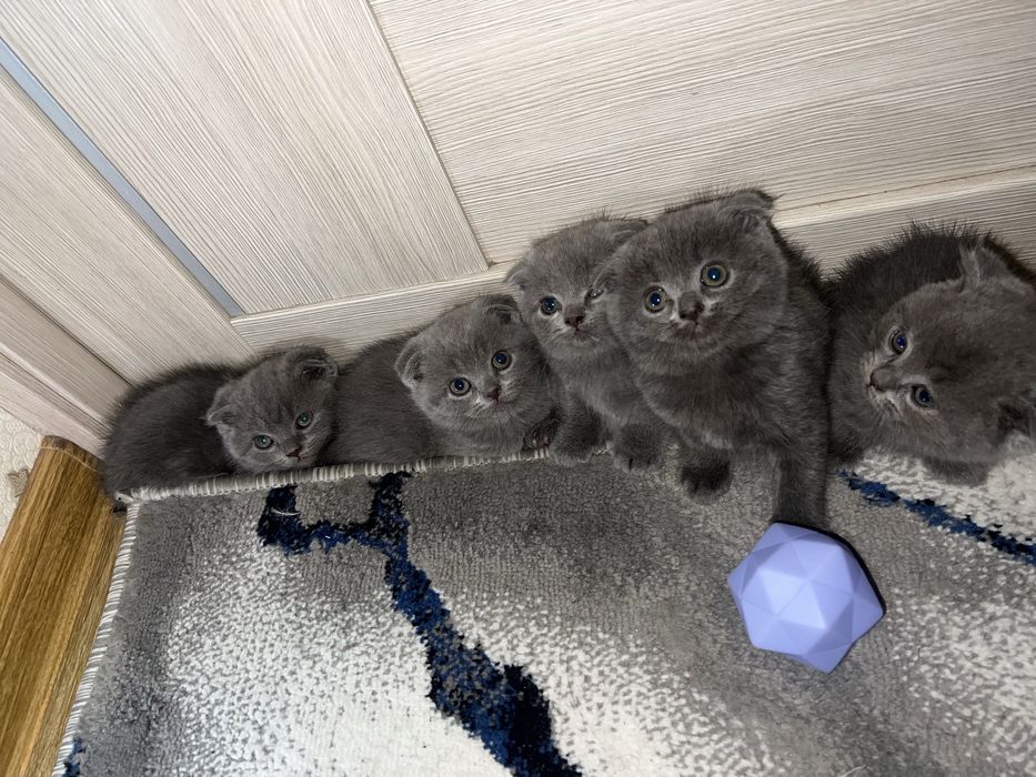 Сладкие котята.