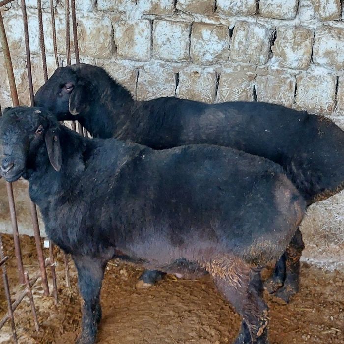 Hallo va sifatli qassob xizmati