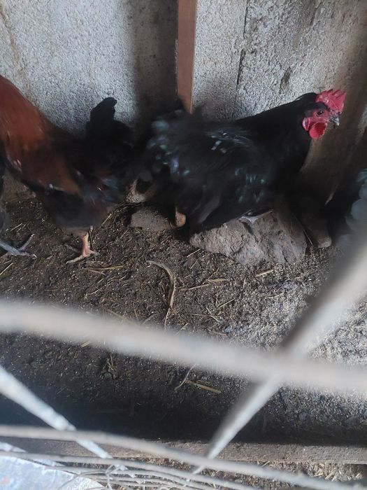 Cocosi tineri foarte frumosi