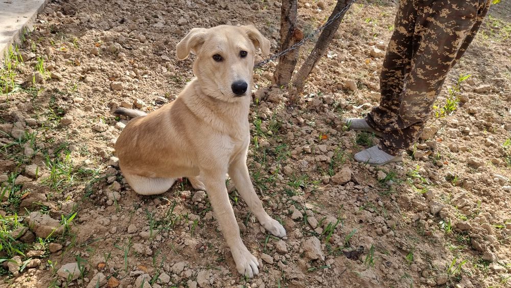 Пристраивается Дружок