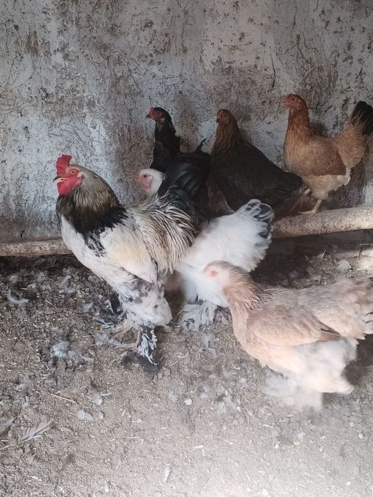 Brama va kora shaxzoda