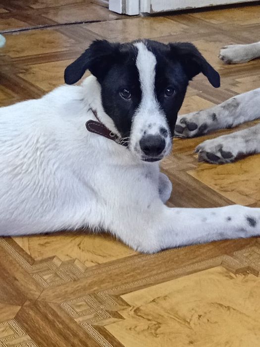 Вот такой мальчишка ищет дом.