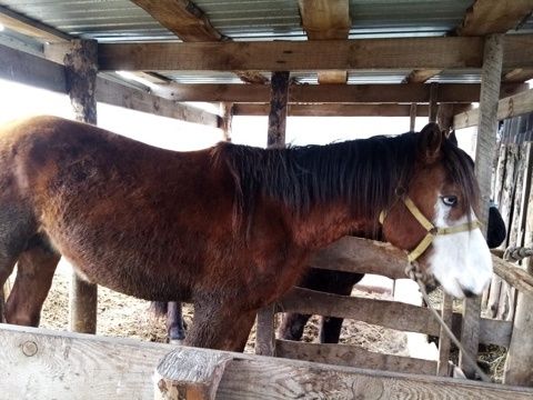 Продам айғыр 5 летка