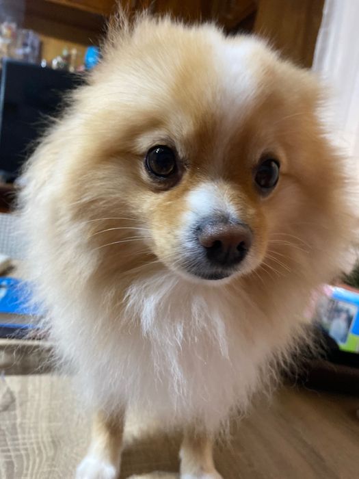 Подарявам кученце ако някой иска да зарадва любим човек