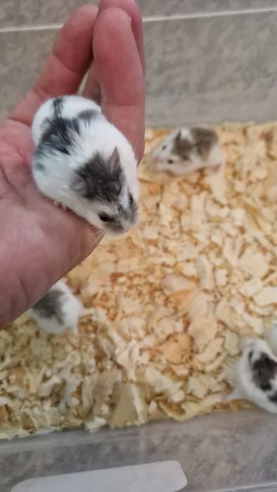 Мини хамстери хамстери