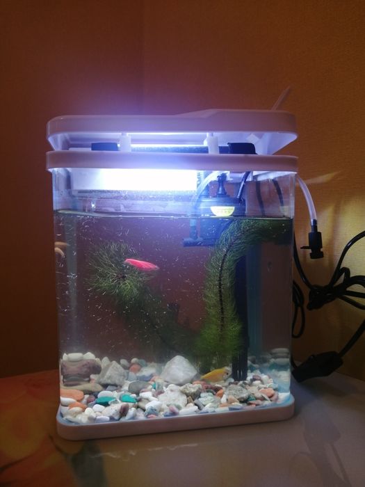 Продам аквариум маленький с рыбками