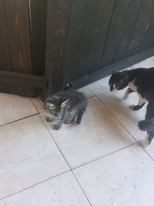 Donez 4 pui de pisica