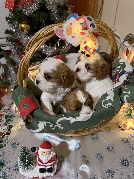 Кавалер Кинг Чарлз Шпаньол