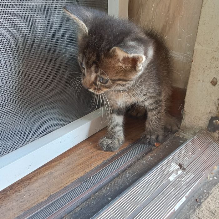 Котята в добрые руки бесплатно!