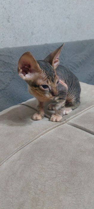 Котята сфинкс донской