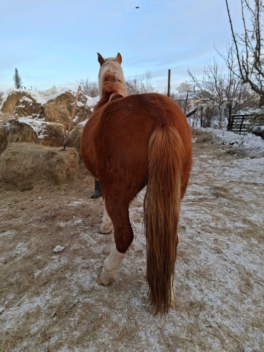 Продам жеребца полутяж 3.5 года