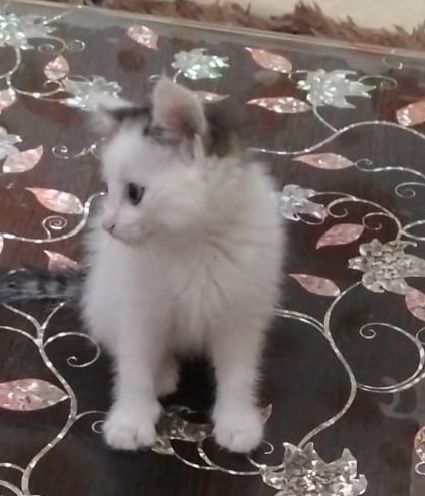 Отдам котёнка девочку