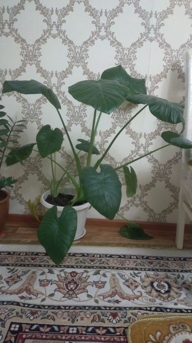 Продам цветок...