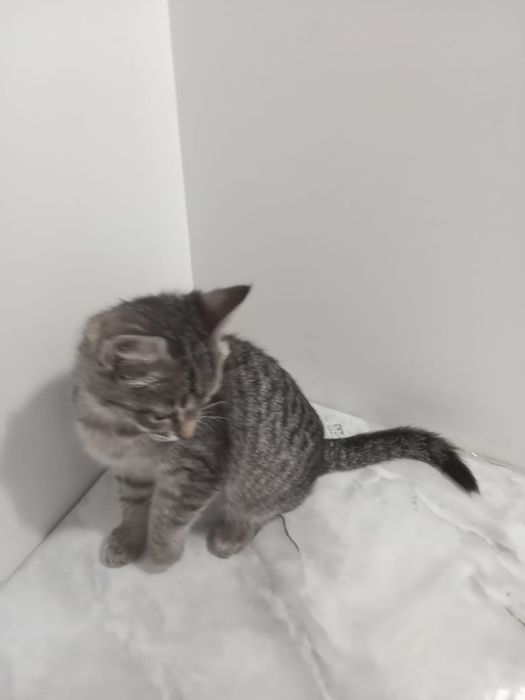Отдам котёнка в добрые руки