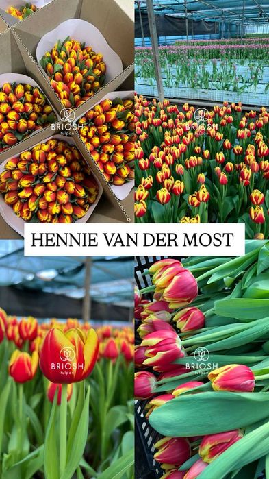 Тюльпаны предзаказ