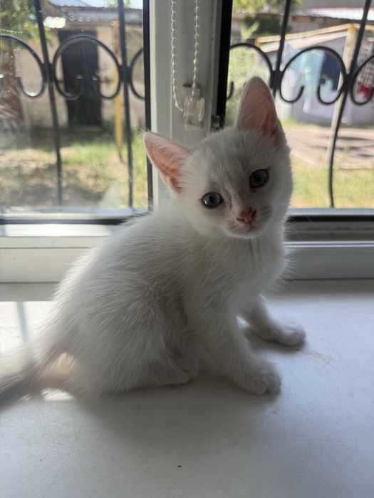 Котята бесплатно