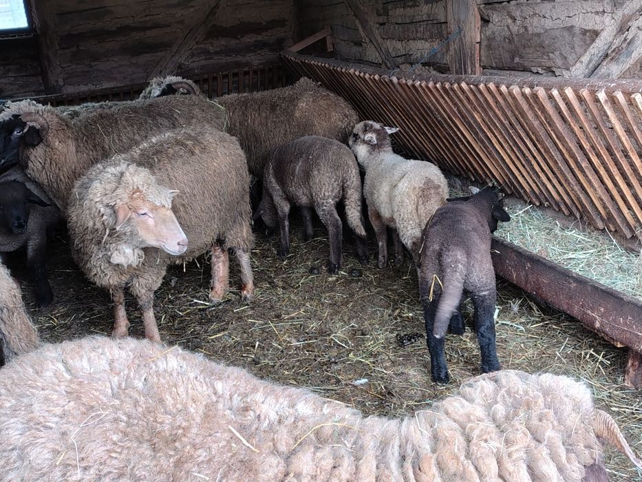 Vând 20 de oi cu miei