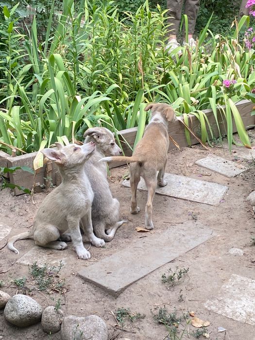 Щенята (2-3) месяца