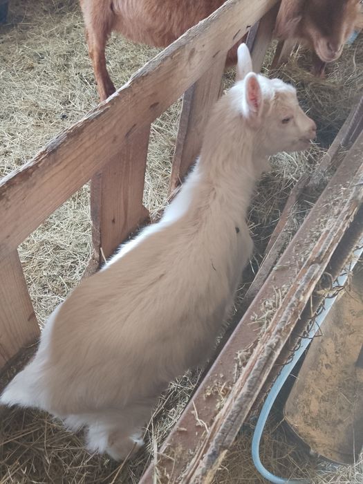 Vând capre sannen și metis de sannen cu alpină