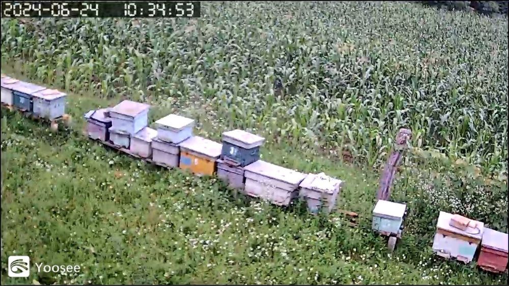 Vand miere 100% naturala 2024