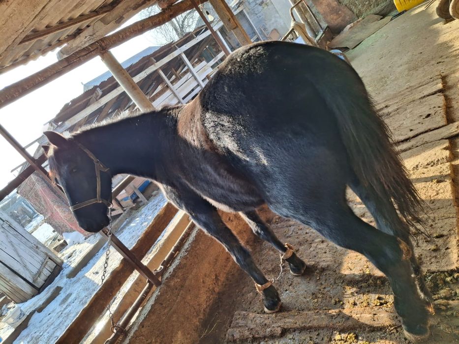 Байтал сатылады. …….