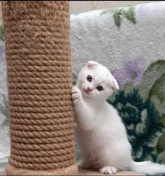 Вислоухий СКОТТИШ ФОЛД SHOKOLAD skotish fold CHOCO