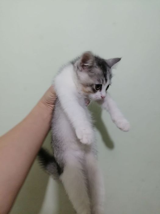 Продается котята