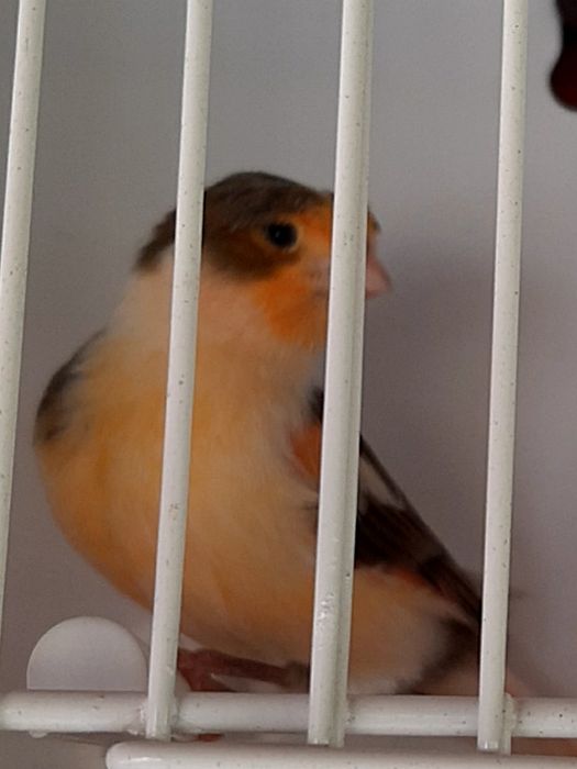 Canari timbrado español