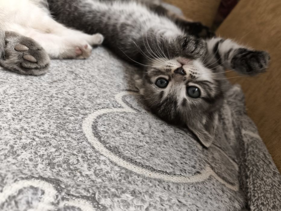 Котята вислоушки и британки