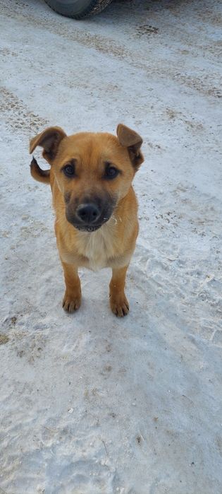 Отдам щенков в добрые руки.