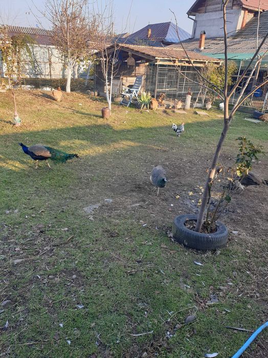 Paunita matura sau pereche pauni 2025