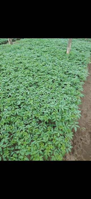 Bună ziua! Primim comenzi  răsad de roșii