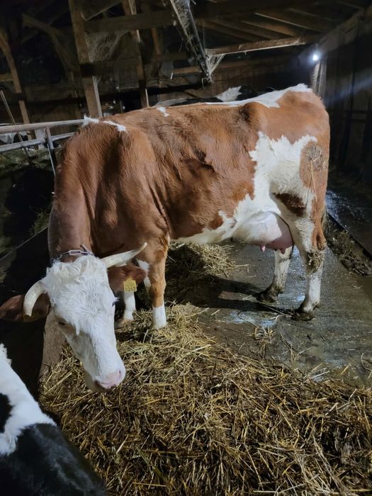 De vanzare vaci de lapte zece capete