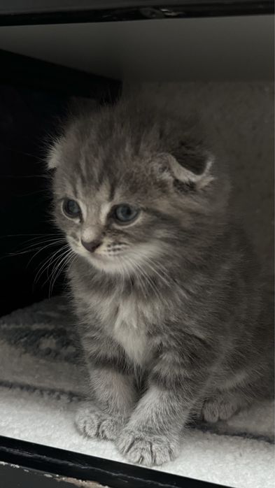 Шотландский парода ,котятаа