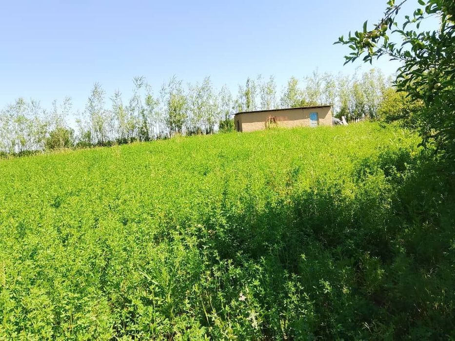 БУКА МФЙ Qolğonsir kochasi 84 uy