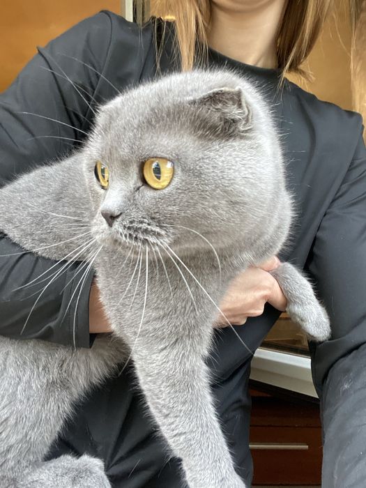 Vand pisica scottish fold