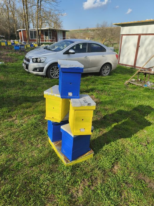 Оплодни нуклеуси