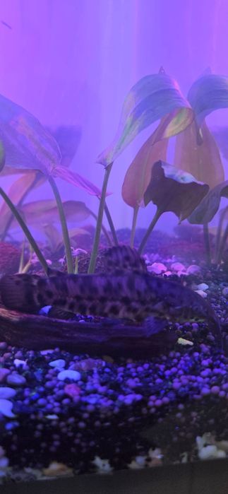 Продам рыбок дёшево