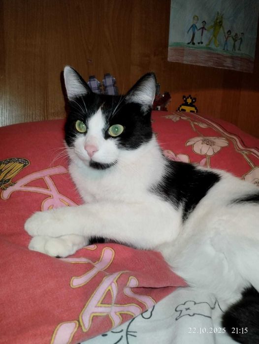 Реальный парень в добрые руки