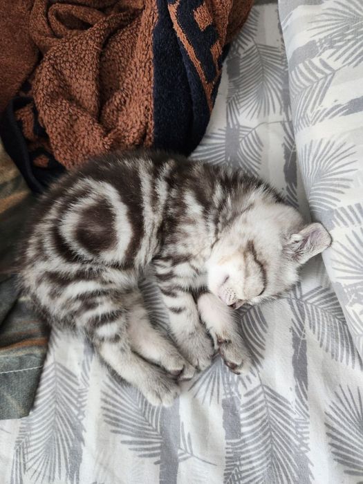 Котенок шотландский