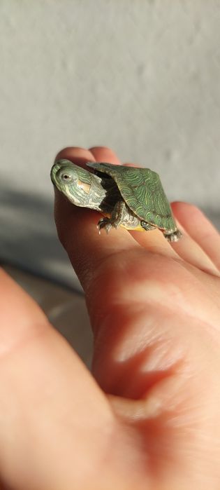 Продам  черепахи