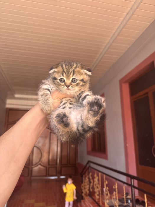 Sotiladi zalatoy shinshila otasi onasi fold